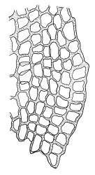 Amblystegium varium, alar cells. Drawn from L. Visch s.n., 13 Jan. 1974, CHR 539419.
 Image: R.C. Wagstaff © Landcare Research 2014 